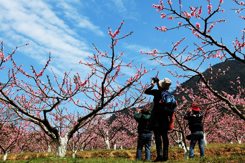李瑞麟 新罗区岩山乡山前村桃花盛开1 (1)_副本.jpg