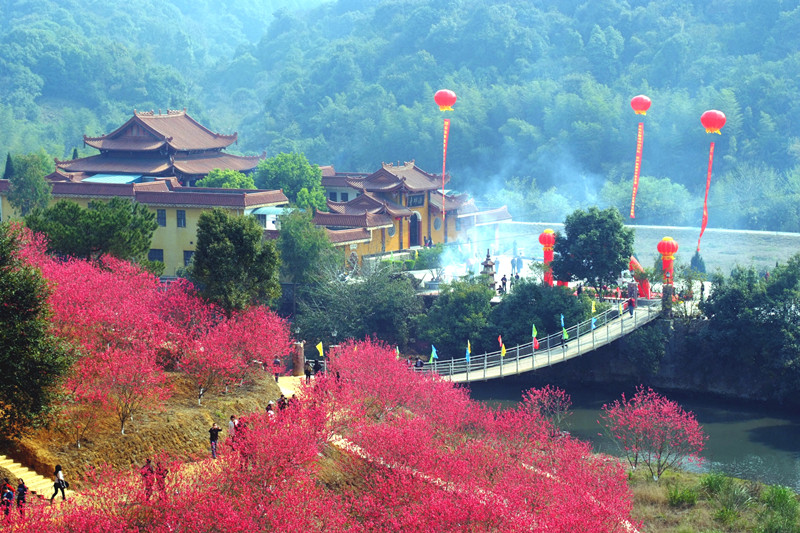 海印寺樱花开(郭有光摄)_副本.jpg