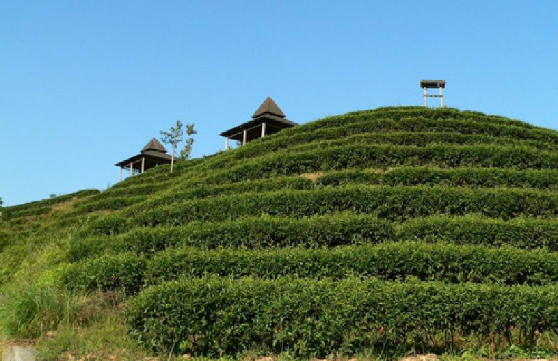 龙岩云顶茶园
